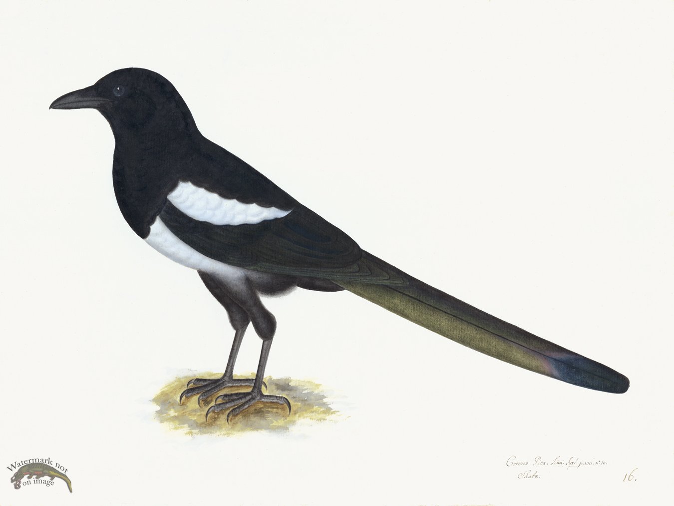 (image for) Rudbeck 016 Magpie 24x18