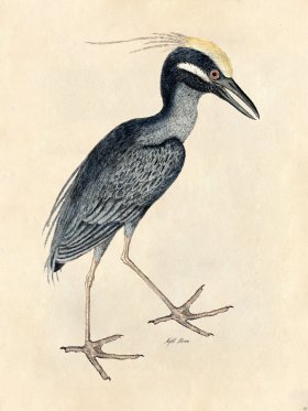 Night Heron - Tribute Bd 05