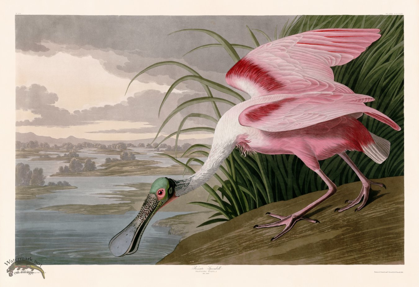 (image for) 321 Roseate Spoonbill