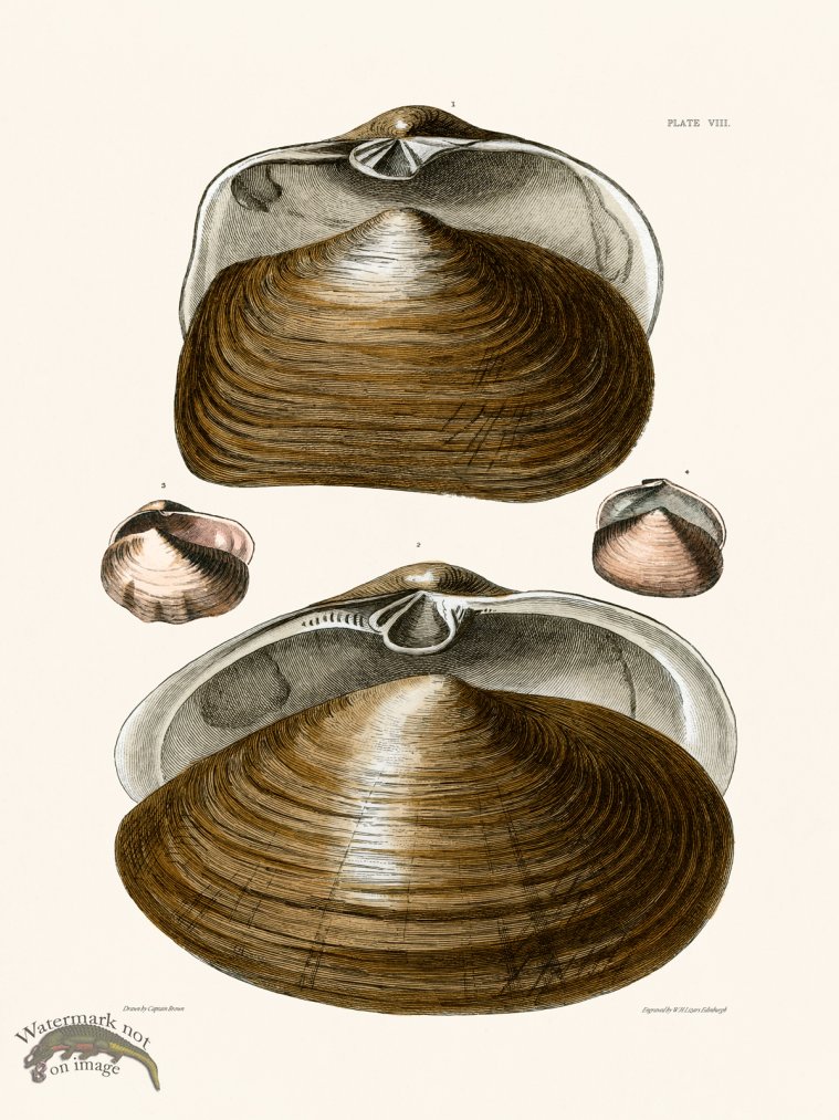 (image for) Cpt Brown Shell 08