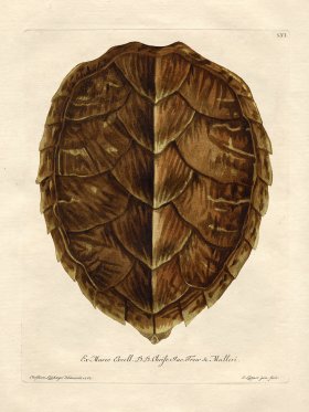 Trew Turtle Shell 06