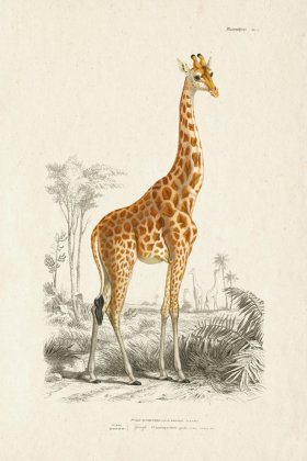 FNH 01 Giraffe