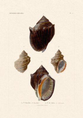 French Shell 026