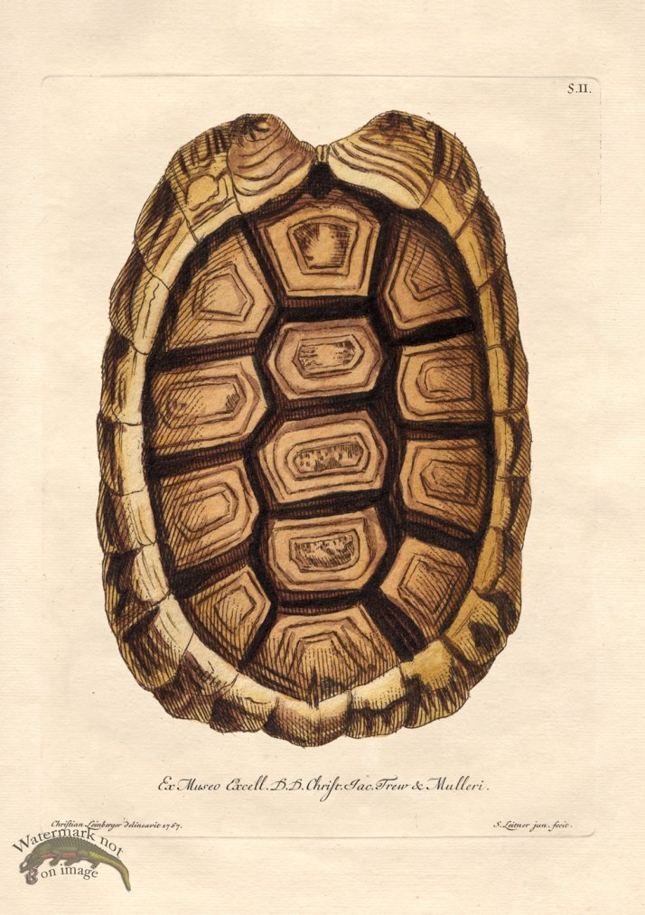 (image for) Trew Turtle Shell 02