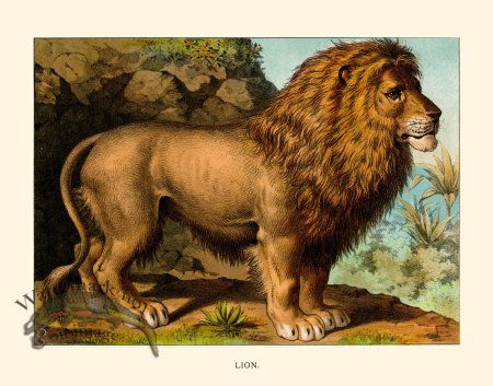 (image for) CP 13 Lion