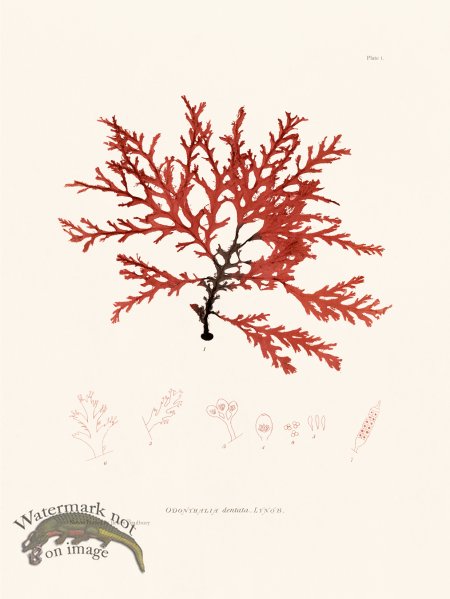 (image for) Bradbury Seaweed 001