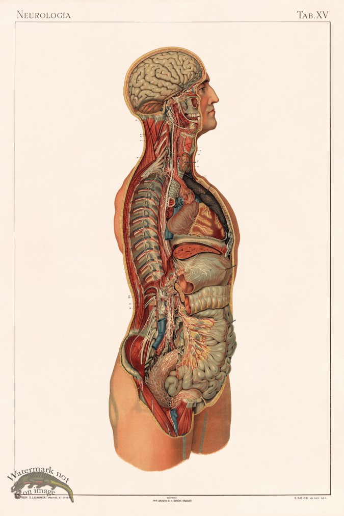 (image for) Laskowski Anatomy 15