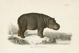 FNH 07 Hippopotamus