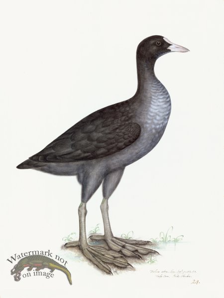 (image for) Rudbeck 024 EURASIAN COOT 18x24