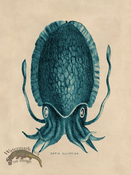 (image for) Octopus Teal 12