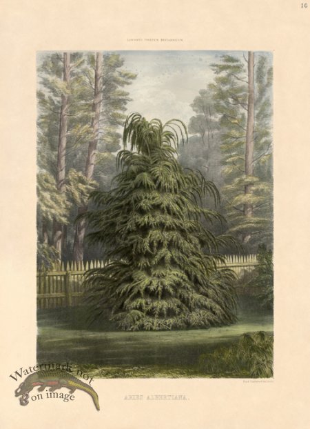 (image for) Western Hemlock or Abies Albertiana