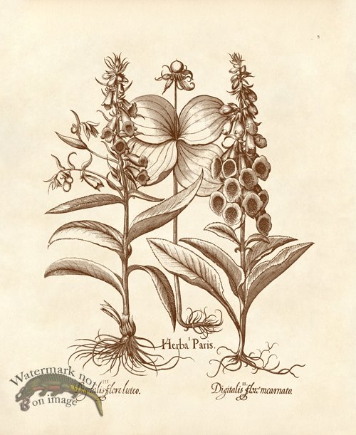 (image for) Besler 05 Digitalis