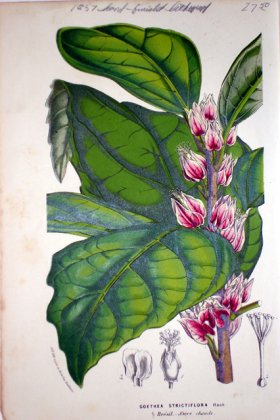 (image for) Botanical