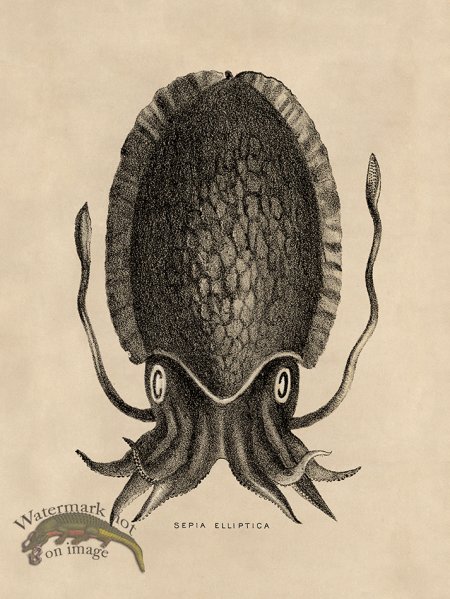 (image for) Octopus Tan 12