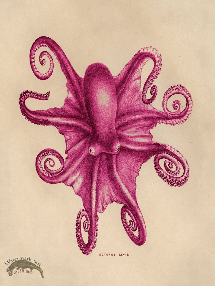 (image for) Octopus Pink 03