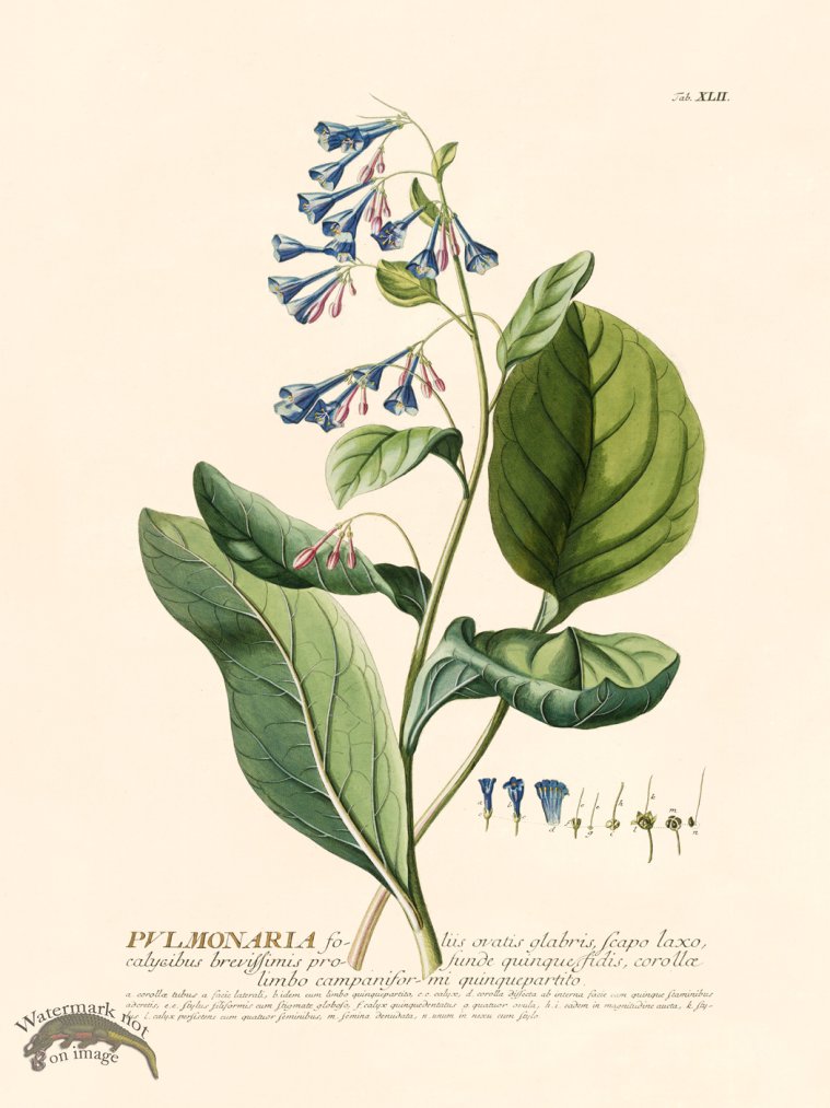 (image for) Trew Botanical 42