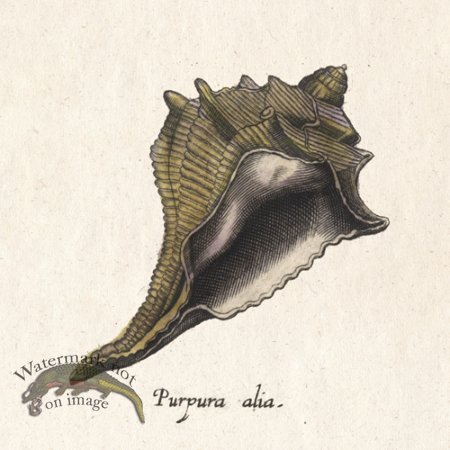 (image for) Merian Shell 13