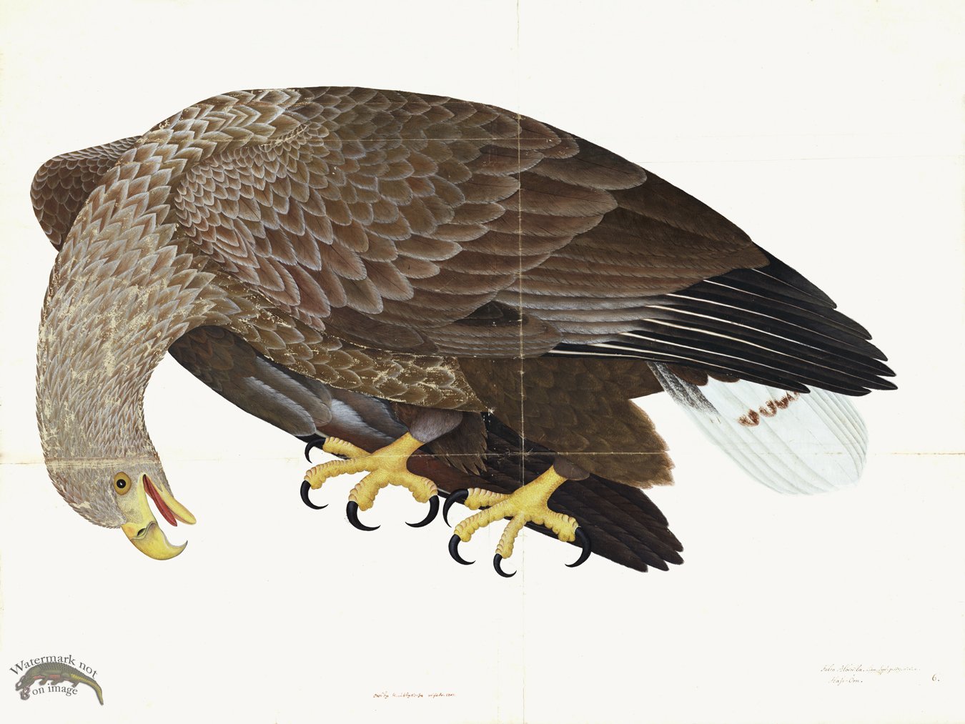 (image for) Rudbeck 006 Eagle 32x24