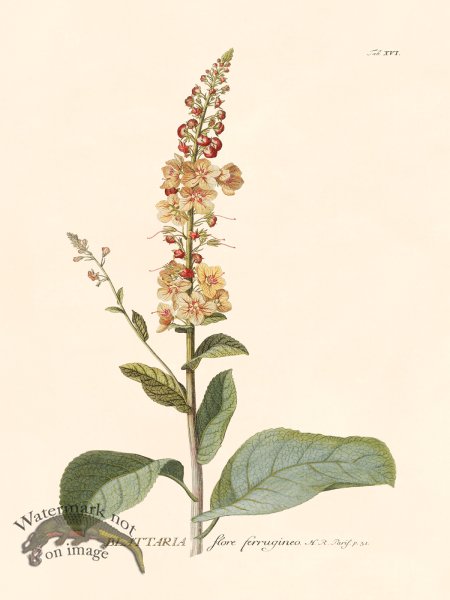 (image for) Trew Botanical 16