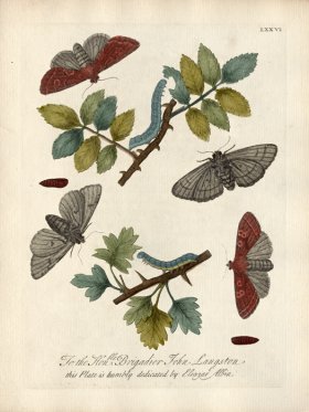 Albin Plate 76