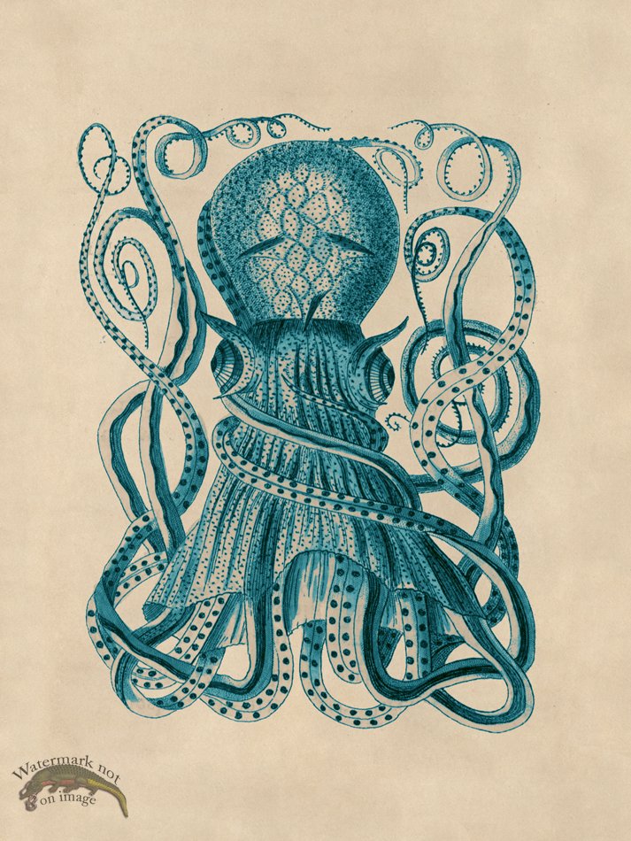 (image for) Octopus Teal 28