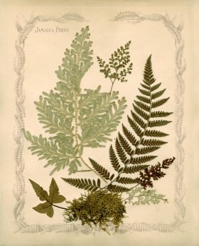 Jamaican Fern 02