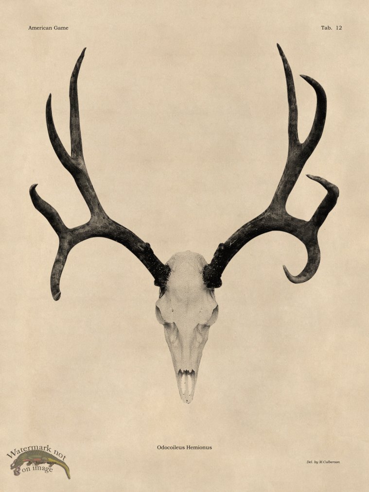 (image for) Tan Bones 12 Mule Deer