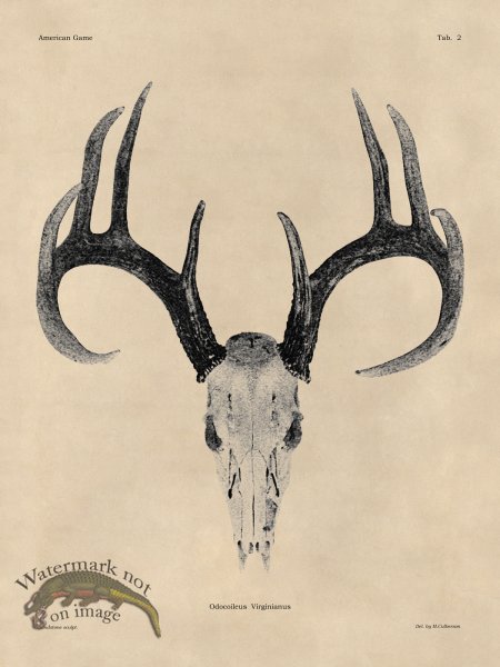 (image for) Tan Bones 02 White Tail