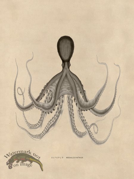 (image for) Octopus Tan 19