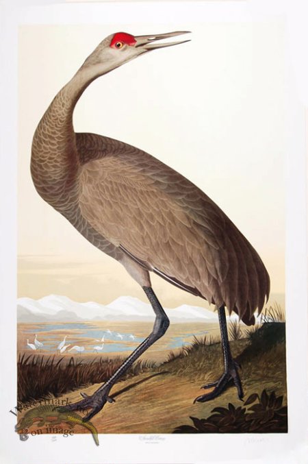 (image for) Sandhill Crane