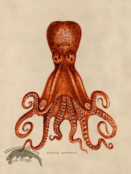 (image for) Octopus Orange 15