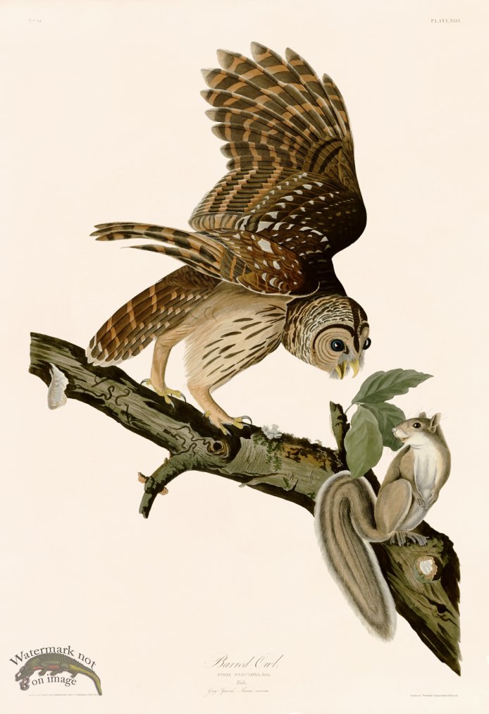 (image for) 046 Barred Owl