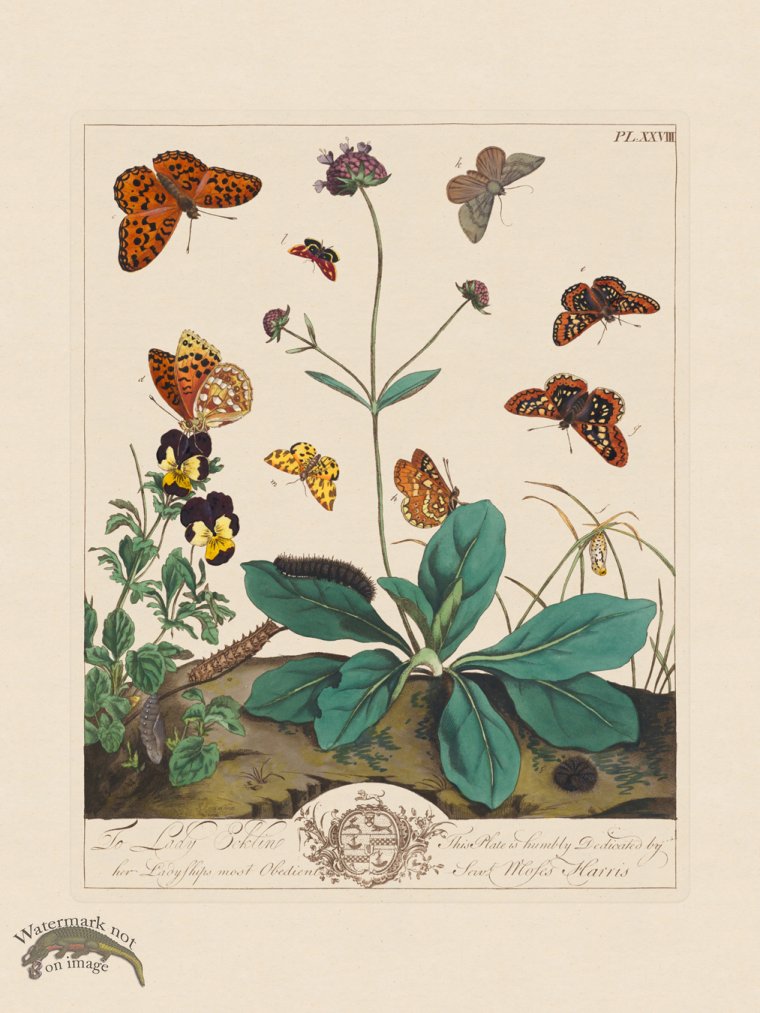 (image for) Moses Harris Insects 28