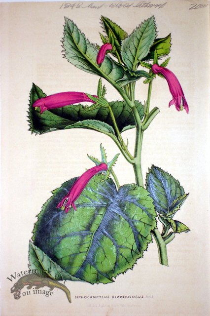 (image for) Botanical