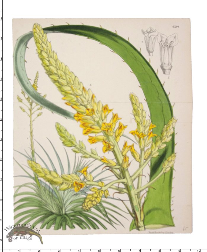 (image for) Curtis Botanical 057 - Click Image to Close