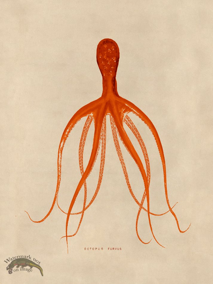 (image for) Octopus Orange 21