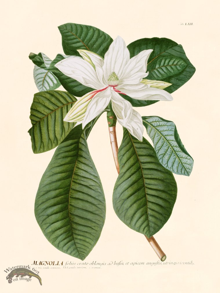 (image for) Trew Botanical 62