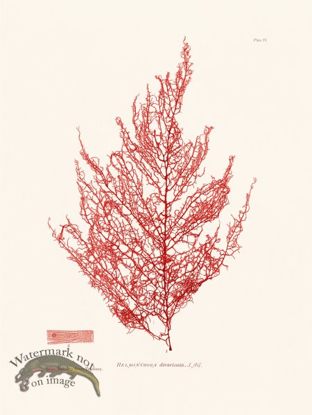 (image for) Bradbury Seaweed 004