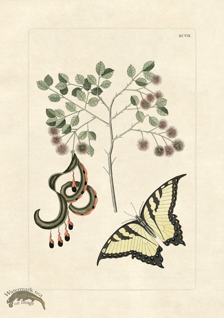 (image for) Olden Butterfly 97