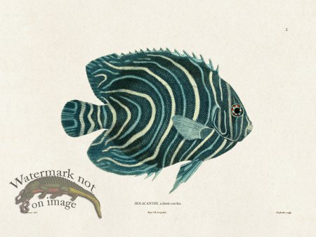 (image for) Werner Fish 005