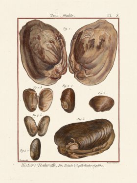 Diderot Shell 08