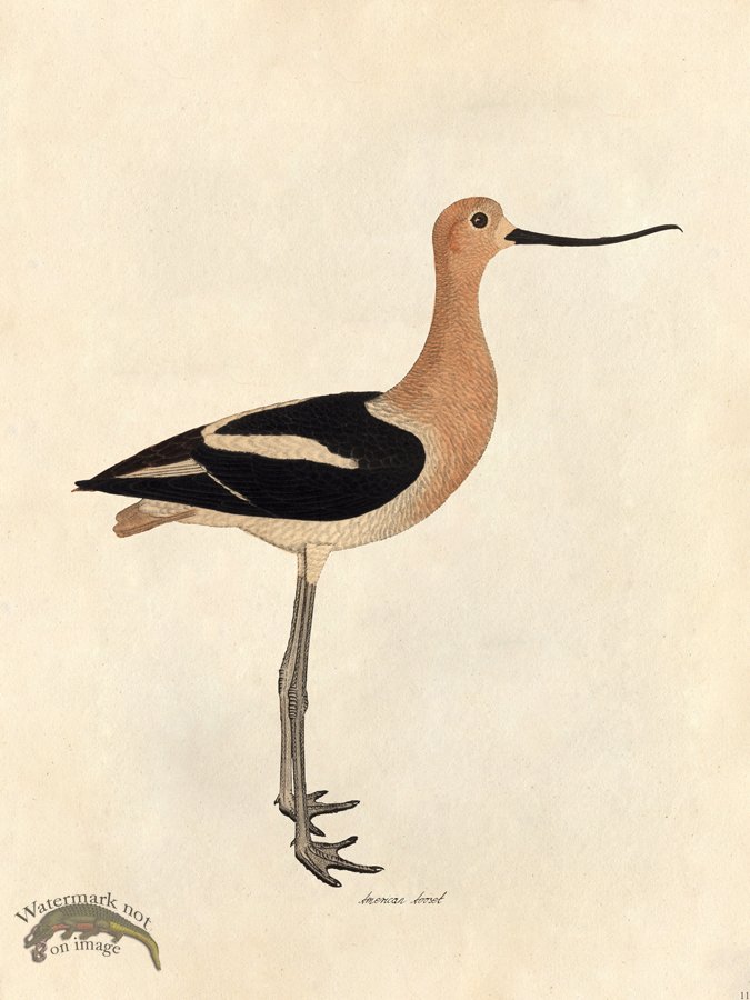 (image for) American Avocet - Tribute Bd 11