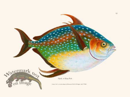 (image for) 015 Opah, or King Fish