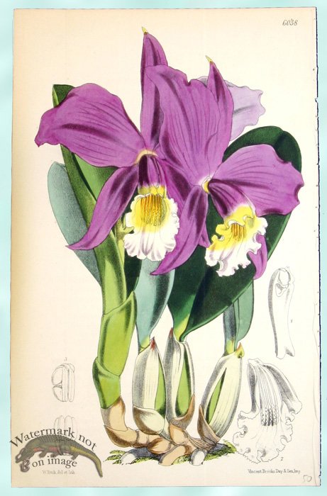 (image for) Curtis Orchids 11