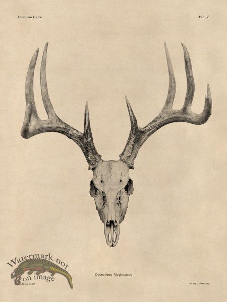 (image for) Tan Bones 06 White Tail