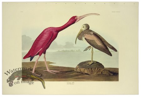 (image for) Scarlet Ibis L.E.