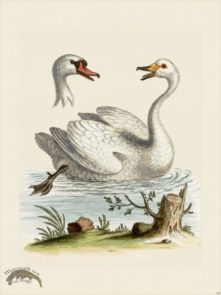 (image for) Edwards 150 Swan