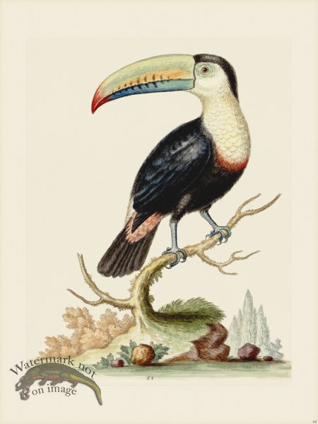 (image for) Edwards 064 Toucan