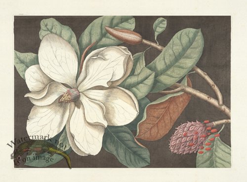 Catesby Magnolia 1