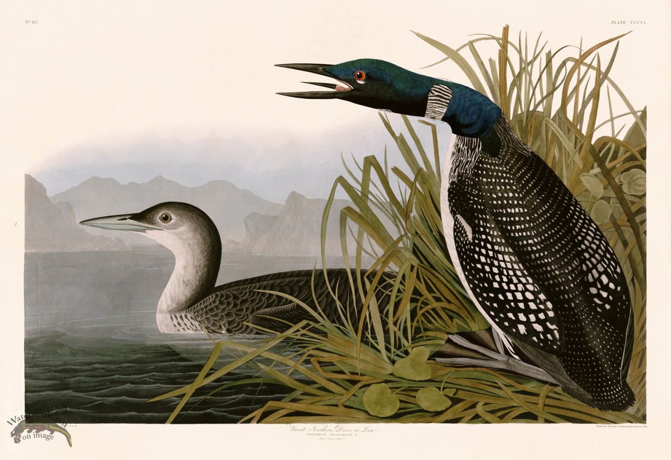 (image for) 306 Great Northern Diver